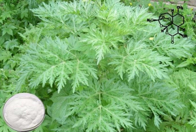 Herbe Pure CAS 63968-64-9 Extrait d'Artemisia Annua C15H22O5 2