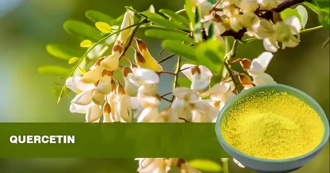 Extrait végétal de quercétine en poudre 98% extrait de Sophora Japonica CAS 117-39-5 0
